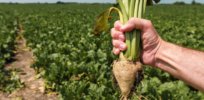 With sugar output down nearly 25%, UK beet farmers pressure government to lift ban on neonic pesticides