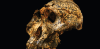 Skull of two-million-year old human cousin found in South Africa illustrates how ancient species adapted to new challenges