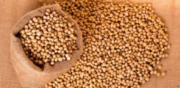 Calyxt gene-edited, heart-healthy soybeans help alleviate America's biggest soy shortage in years
