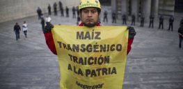 Battle over 15-year GMO ban extension rages in Peru as farmers breed and cultivate illegal biotech seed