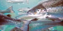 Gene editing could fight deadly diseases in fish, boosting sustainable aquaculture