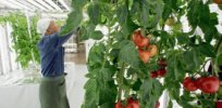 Japan poised to approve first gene-edited food, tomato that fights high blood pressure