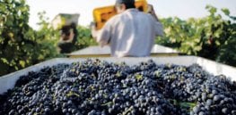 Viewpoint: Europe's globally important wine industry threatened by pesticide, biotech phobias
