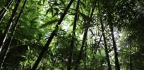 Bamboo: Invasive nuisance, or untapped climate change solution for farmers?