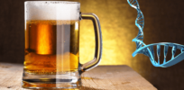 Beer that combats cancer? Czech scientists have developed gene edited therapeutic hops but EU biotech restrictions block rollout