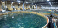 Seafood distributors welcome AquaBounty's sustainable GM salmon