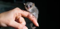 How this tiny lemur offers unique insight into the evolution of human vision