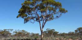 Salt-tolerant, GM Eucalyptus tree has no adverse effects on biodiversity, study finds
