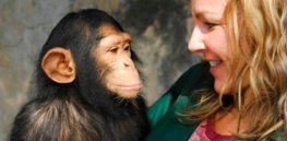 Humans and chimpanzees share 99% of the same DNA. This is the 1% difference