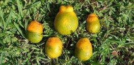 Gene editing offers potential solution to orange growers struggling against citrus greening disease