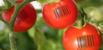 Synthetic DNA barcodes on fruits and vegetables could open the door to food and agricultural transparency