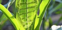 CRISPR crops ‘aren’t GMOs,’ France says, challenging EU’s strict gene-editing regulations