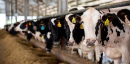 Eliminating dairy cows would reduce US greenhouse gas emissions just 0.7 percent while cutting essential nutrient supply, study finds