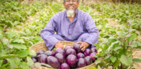 Popularity of GM, insect-resistant eggplant grows in Bangladesh as more farmers discover its yield-boosting benefits