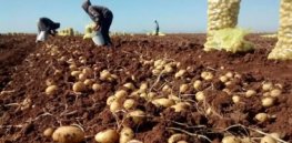 Genetically engineered, blight-resistant potato could help East Africa beat hunger and move towards food self-sufficiency