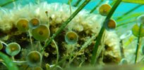 Saltwater algae genes could help engineer plants that survive in regions with high water salinity