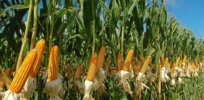 USDA green lights high-yield, herbicide-resistant GM corn variety, finding it unlikely to pose a plant pest risk