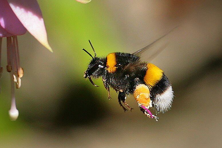 pesticides bees