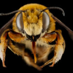 tiger bee face