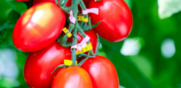 Success of CRISPR tomato may determine if gene-edited foods take root in Japan