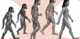 We were never alone: How many human species have existed?