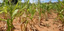Drought-tolerant GM corn comes with added, unexpected benefit—pest resistance