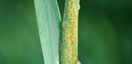 ‘Like putting 5 locks on a door’: Wheat with multiple rust resistance genes could protect vital staple crop