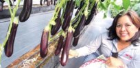 No access to GM, insect-resistant eggplant costs the Philippines $634 million annually
