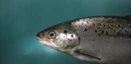 GMO salmon two months from introduction: AquaBounty fights anti-biotechnology misinformation as it gears up for April launch of fast-growing, sustainable AquAdvantage salmon