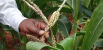 GM crops could support food security in Africa, new study suggests