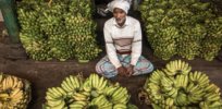 Cavendish banana could ‘disappear’ in the 2020s. Can CRISPR gene editing save it from a deadly fungus?