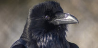Who are you calling bird-brained? Crows and other corvids display self-awareness and consciousness