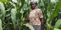 GM, insect-resistant, Bt corn could reach Kenyan farms in 2021 — and may help double crop yields