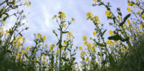 GM canola, soybean don’t harm biodiversity, 15-year Japanese government study finds