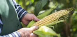 Viewpoint: Eco-hypocrisy—Mexico bans GM corn and glyphosate to promote sustainability while subsidizing fossil fuels