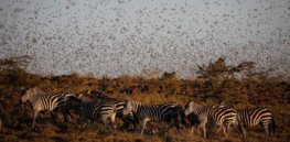 East Africa battles locust swarms by turning them into animal feed and organic fertilizer