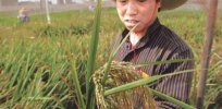 China launches GM crop research initiative to strengthen food security