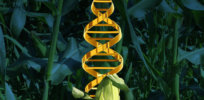 Genome editing poised to secure global food supply, study finds