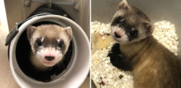 Meet black footed ferret Elizabeth Ann, the first cloned endangered species in North America