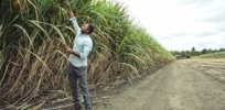 Bolivia will repeal rules expediting GM crop approvals, inciting pushback from farmers who want access to new technologies