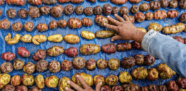 ‘Vitaminized potatoes’: Guatemala poised to begin distributing GM, pest-resistant spuds with more vitamin C, iron and zinc