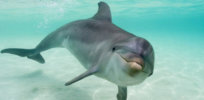 ‘Friendship, family and culture’: Surprising evolution-based attributes that dolphins share with humans