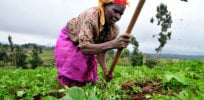GMO 'scarecrow': What's keeping Africa from embracing genetically engineered crops?