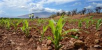 Developing countries grow more GM crops than their industrial counterparts