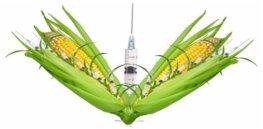 Podcast: COVID vaccine fears mirror GMO skepticism; coronavirus and pregnancy; GM crops in organic farming
