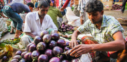 GMOs in Bangladesh: Insect-resistant eggplant a sustainability success. Here's how the country can safeguard its progress