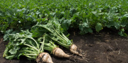 Glyphosate-tolerant sugarbeet: Case study of lower CO2 emissions, higher yields with GM crops