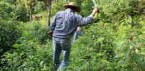 Machetes, not glyphosate: Mexican president tells farmers to manually remove weeds following herbicide restrictions