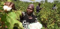 Kenya anticipates massive increase in crop production as GM, insect-resistant cotton distribution begins