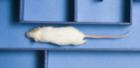 Reversing aging: We can turn back cognitive decline in mice. Will the same techniques work on humans?
